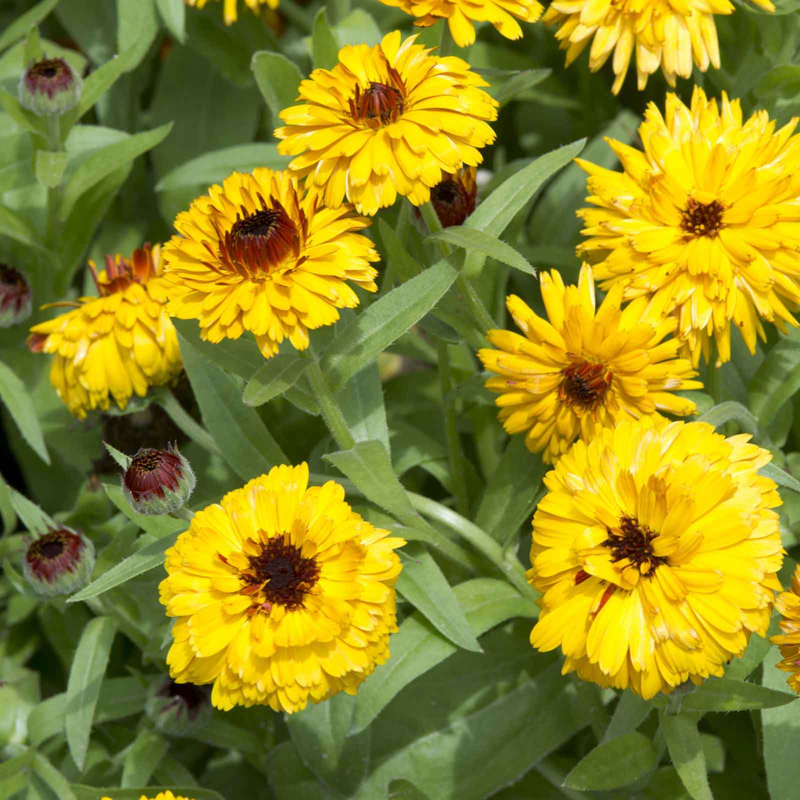 A close-up shot of a single orange Calendula 'Bull's Eye' flower with a dark center.