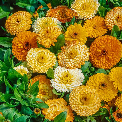 A close-up of a Calendula 'Fiesta Gitana' flower, showcasing its orange and yellow petals. | copyright: Floramedia UK Ltd