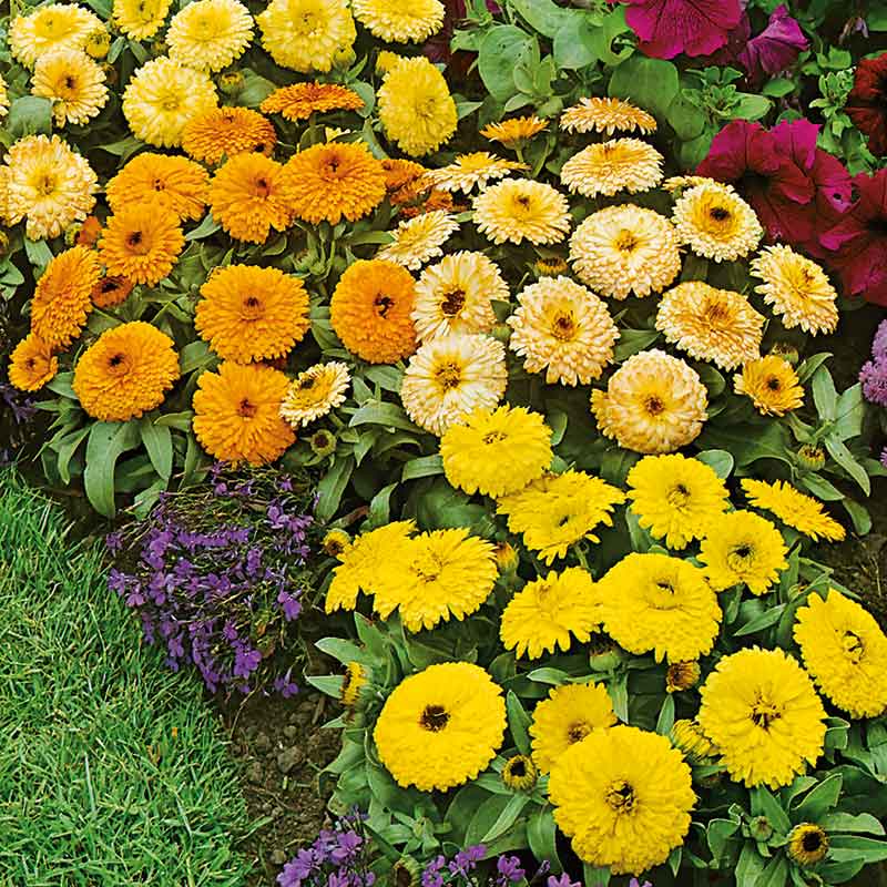 A close-up shot of Calendula 'Fiesta Gitana' flowers, showing a mix of yellow and orange petals.
