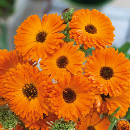 Close-up photo of Calendula "Geisha Girl" flowers with orange petals and a dark center.