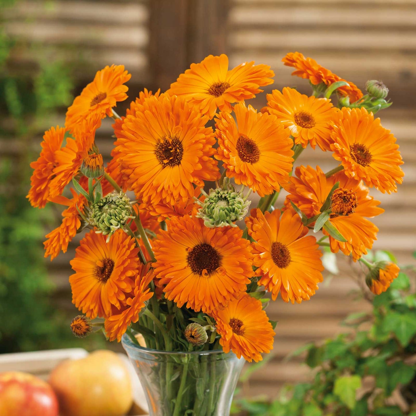 Orange and yellow 'Geisha Girl' calendula flowers, with frilly petals, blooming against a dark background.