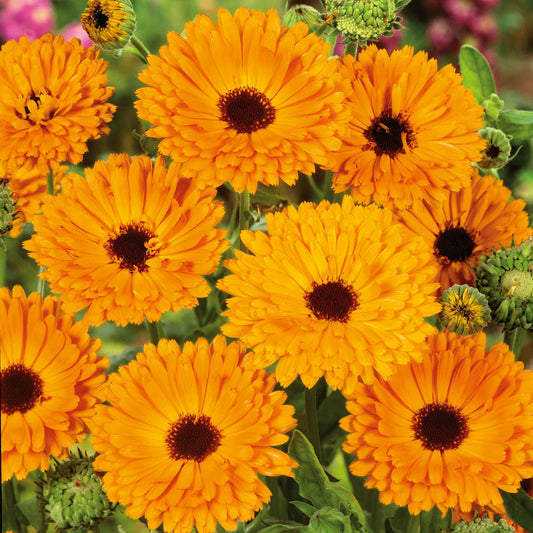 A close-up of a Calendula Indian Prince flower, showing deep orange petals with maroon backs.