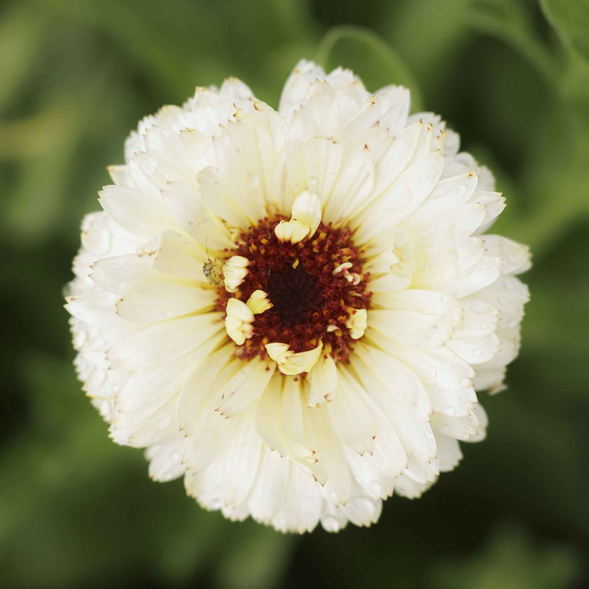 A close-up photograph of a creamy white 'Ivory Princess' calendula flower with a pale yellow center.