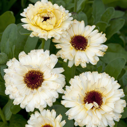 A close-up of a Calendula Ivory Princess flower with creamy white petals and a darker center.