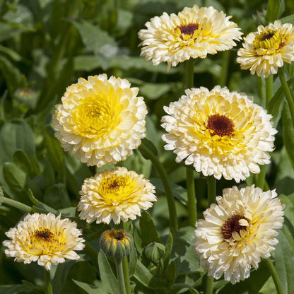 A close-up of a delicate, creamy-white calendula flower with multiple layers of petals.