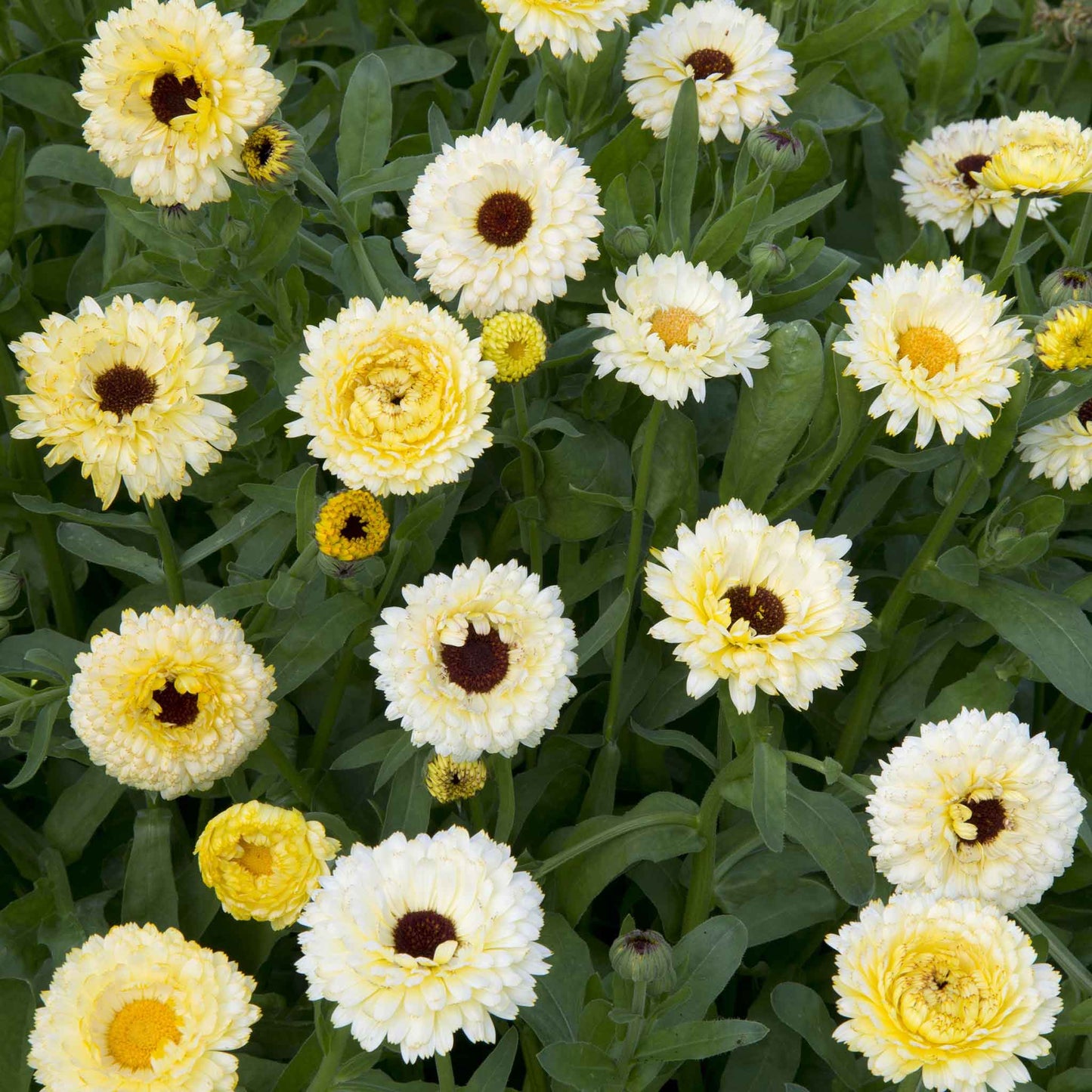 A close-up of a delicate, creamy white calendula flower with multiple layers of petals.