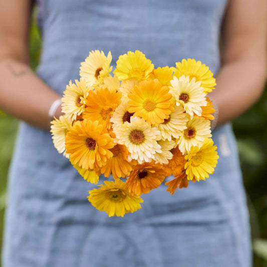 Hand-held Calendula Kinglet Mix bouquet showing blue, orange and yellow coloring, clustered blooms, and cut stems outdoors.