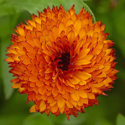 A close-up of a 'Neon' Calendula flower, featuring vibrant orange petals with a darker center.