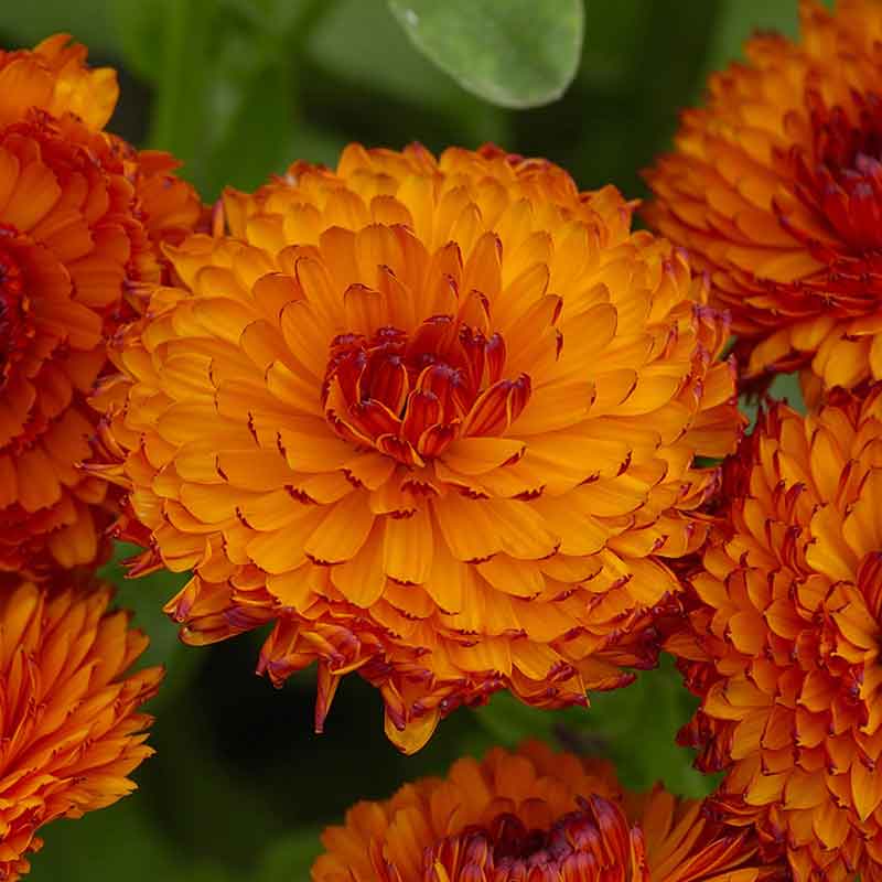 A close-up view of bright orange calendula flowers with dark centers, set against blurred greenery.