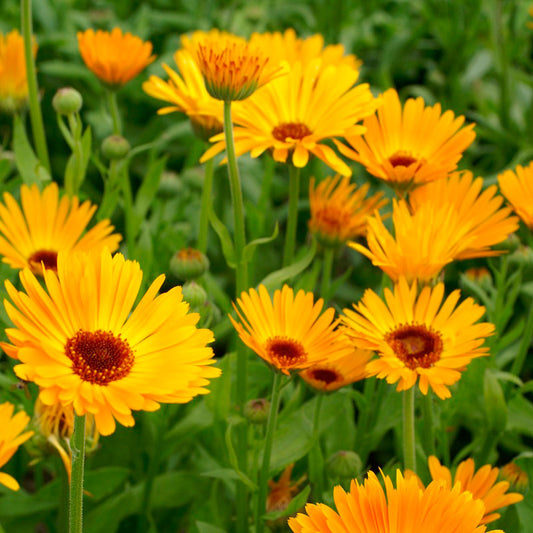 Close-up of an orange Calendula 'Nova' flower in full bloom, showing its layered petals and dark center.