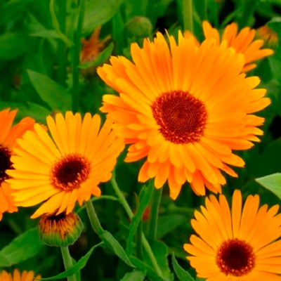 A close-up view of a vibrant orange calendula flower, likely the 'Nova' variety, with multiple petals visible.