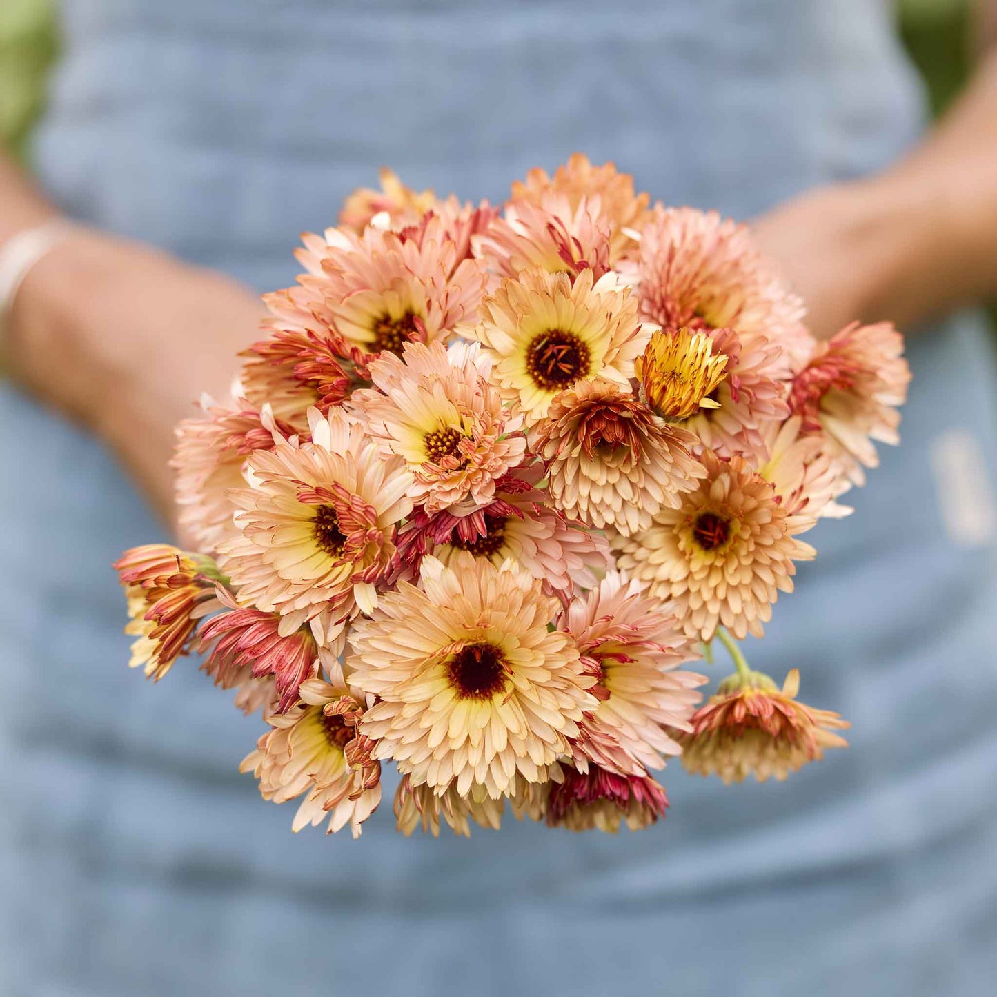 A close-up view of bright orange calendula flowers, with petals slightly curled at the edges.