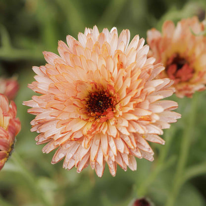 Close up of a single orange flash calendula flower with a dark center on a blurred background