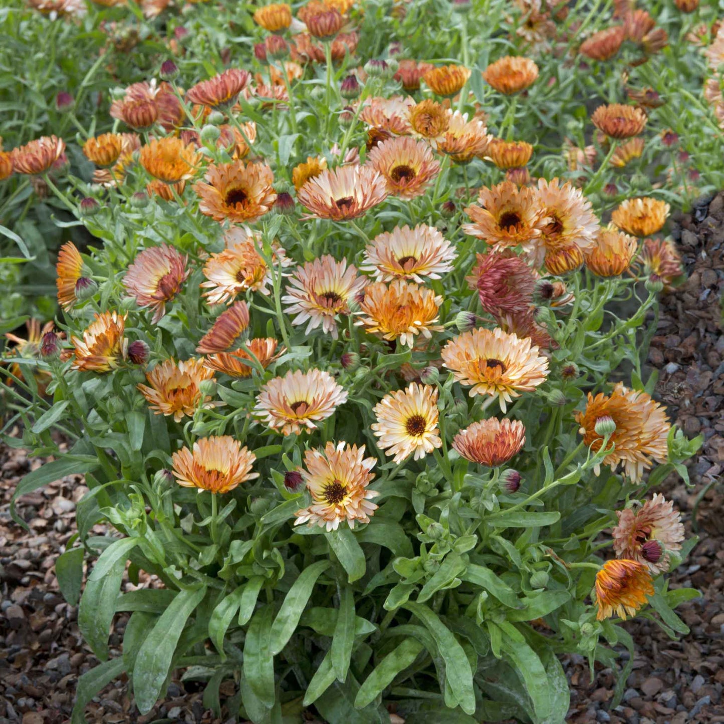 Vibrant Calendula Orange Flash flowers in full bloom with green foliage.