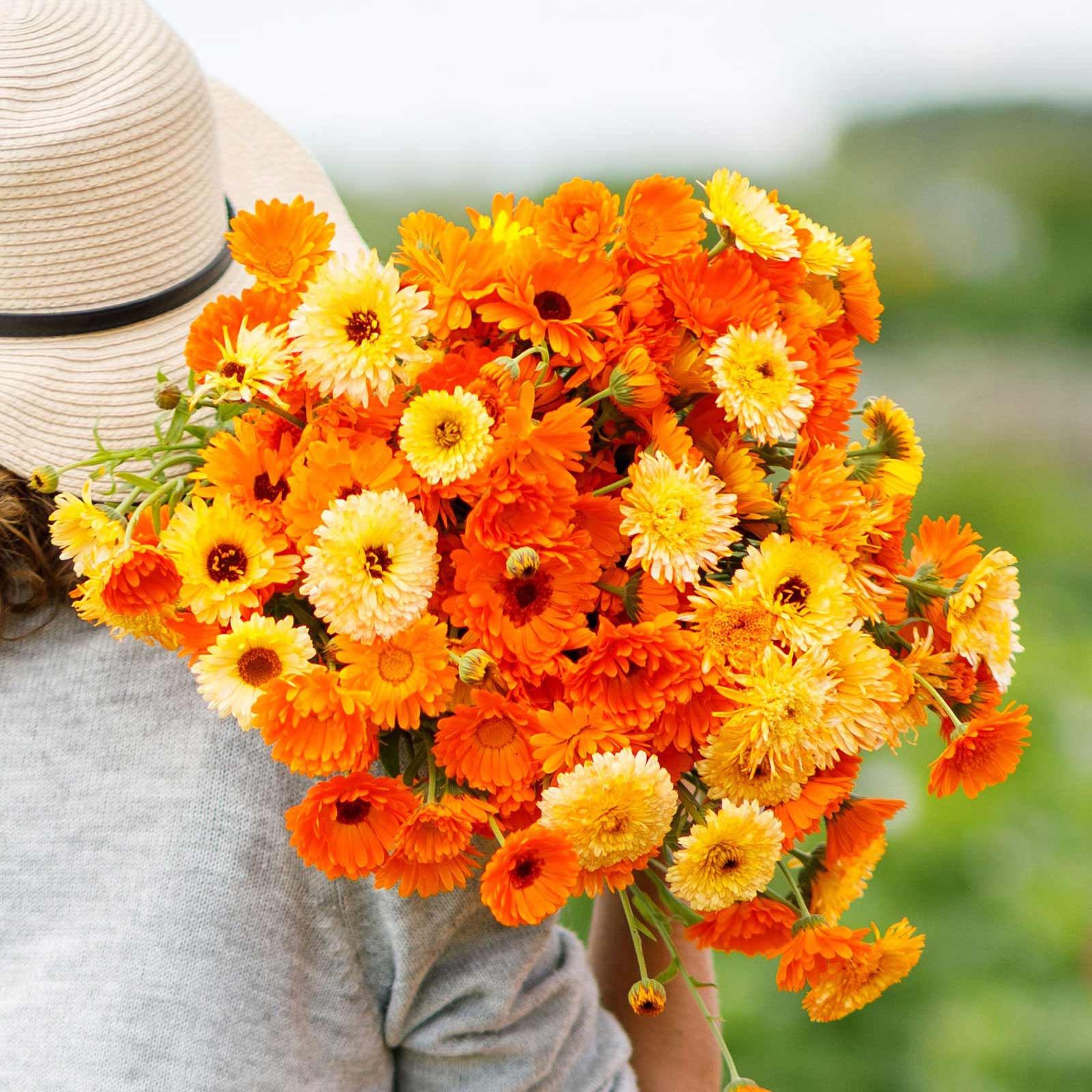 An orange and yellow calendula flower with a dark center, likely from the Pacific Beauty Mix variety.