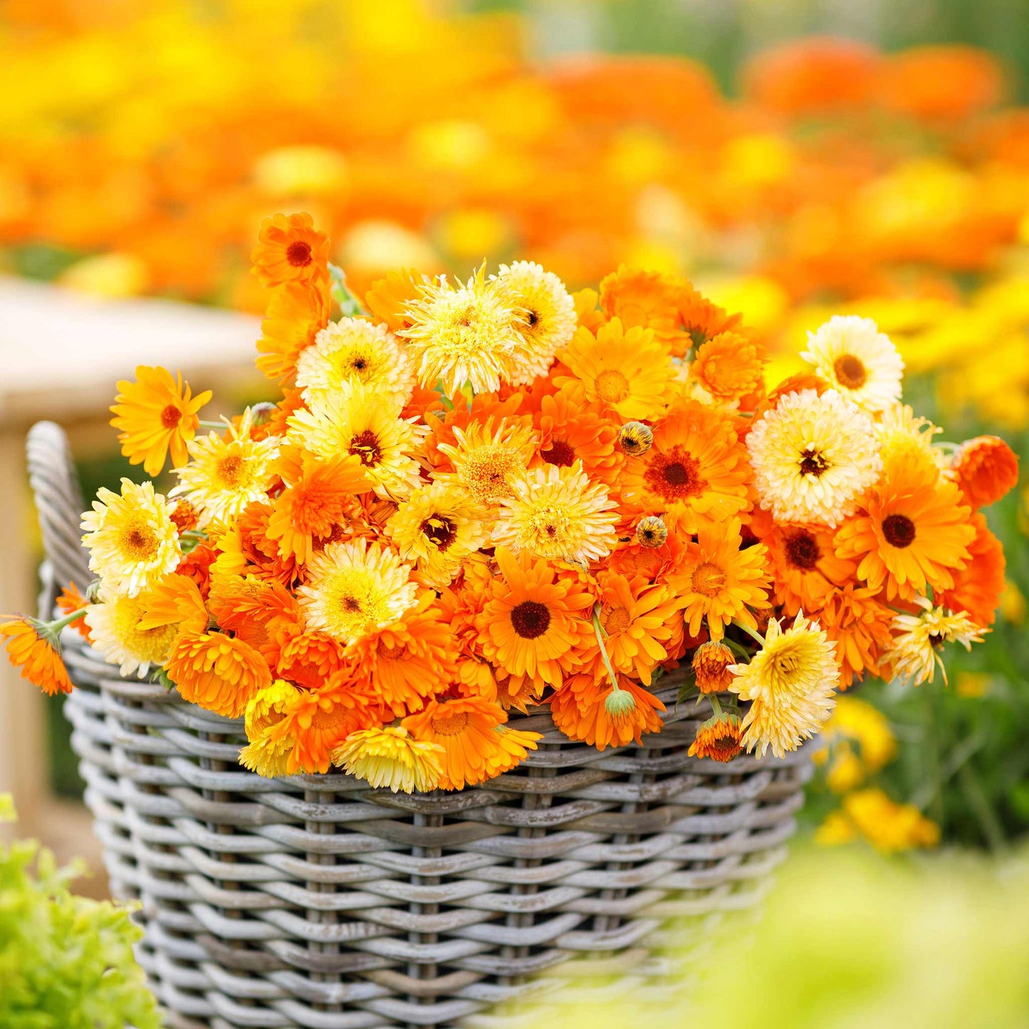 Bright orange and yellow calendula flowers blooming in a garden setting, showcasing the Pacific Beauty Mix variety.