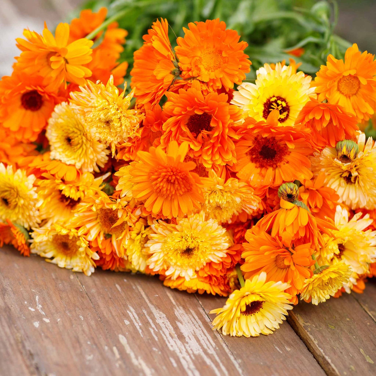 A close-up view of several Pacific Beauty Mix Calendula flowers with yellow and orange petals.