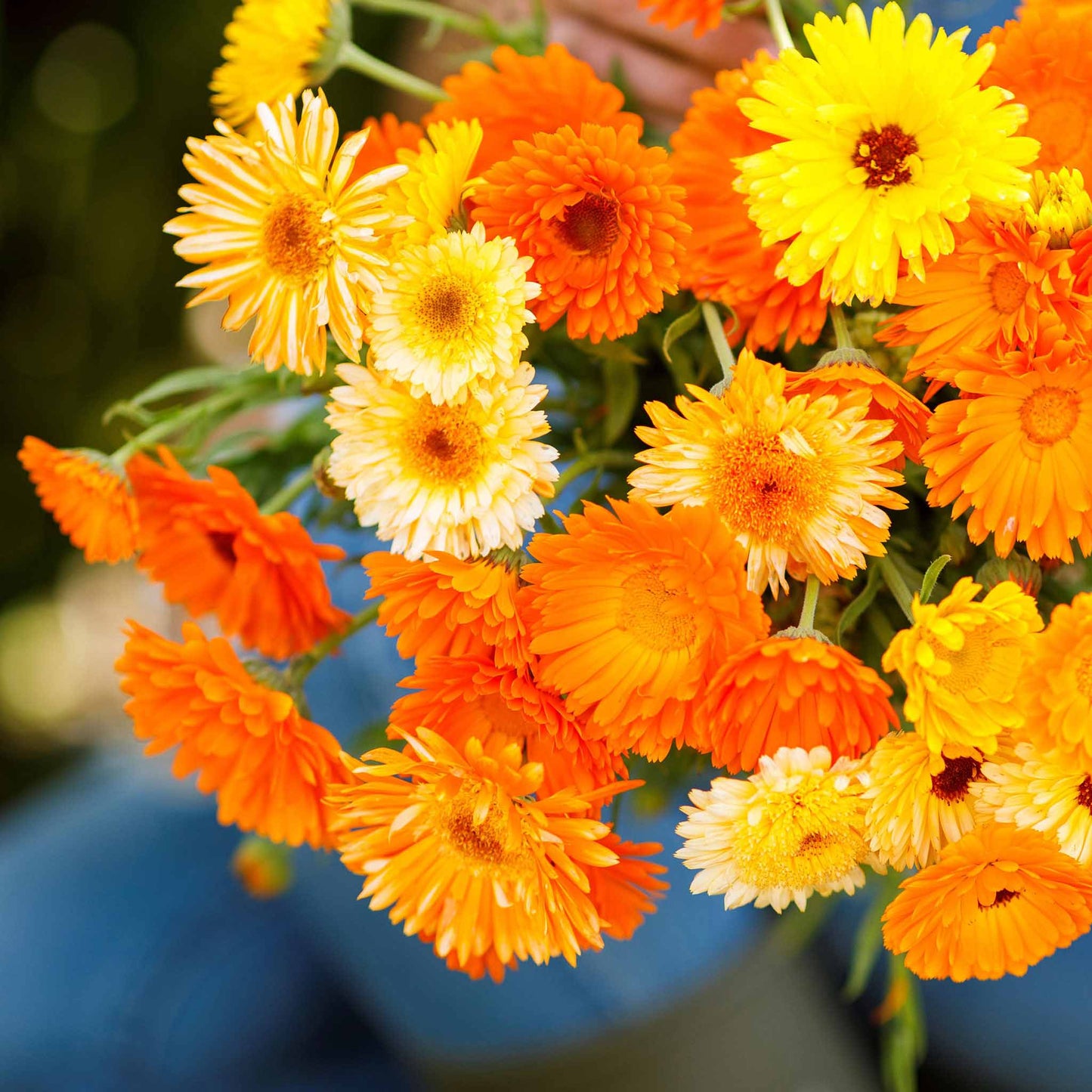 A close-up of a bunch of orange and yellow calendula flowers with dark centers, showing multiple blooms.