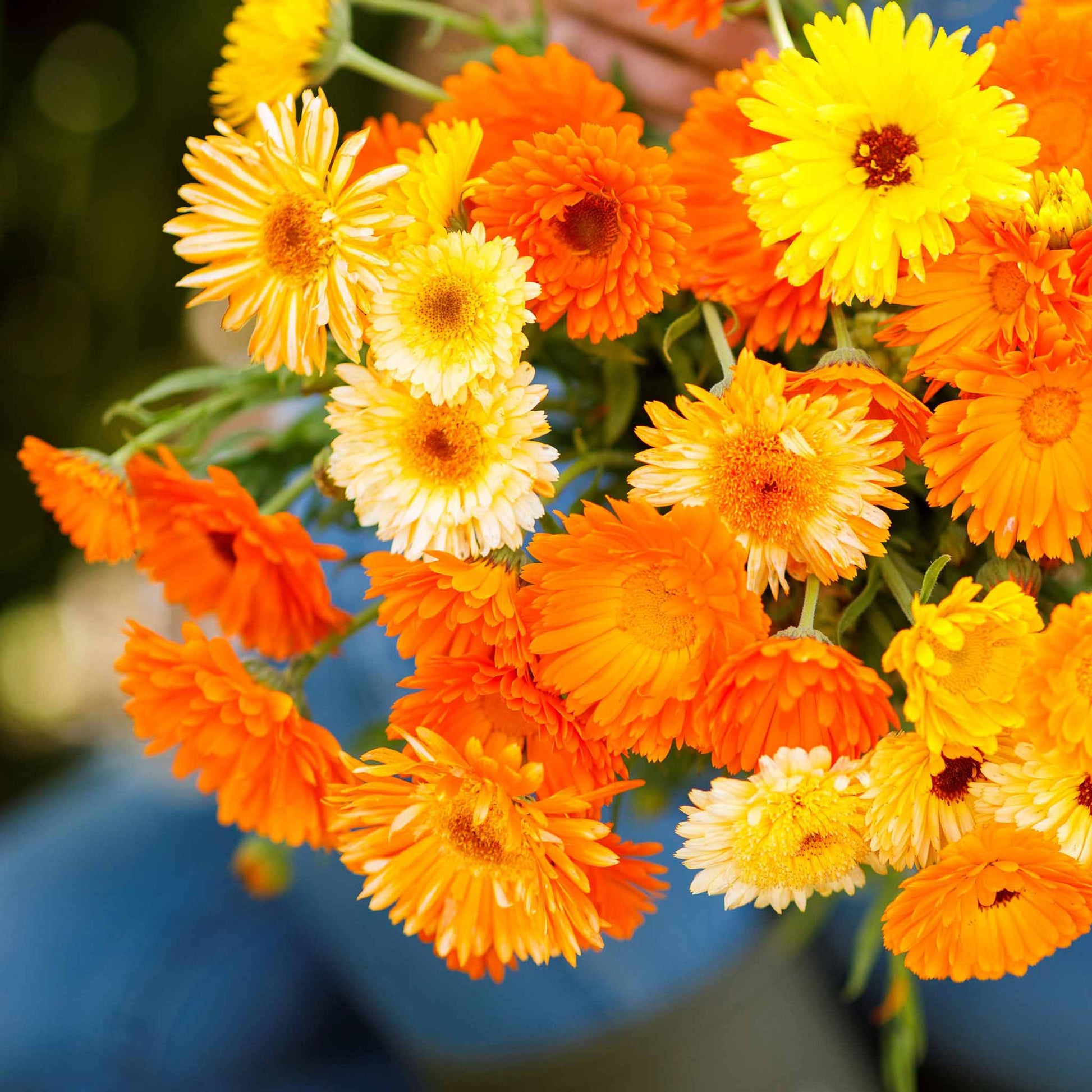 A close-up of a bunch of orange and yellow calendula flowers with dark centers, showing multiple blooms.