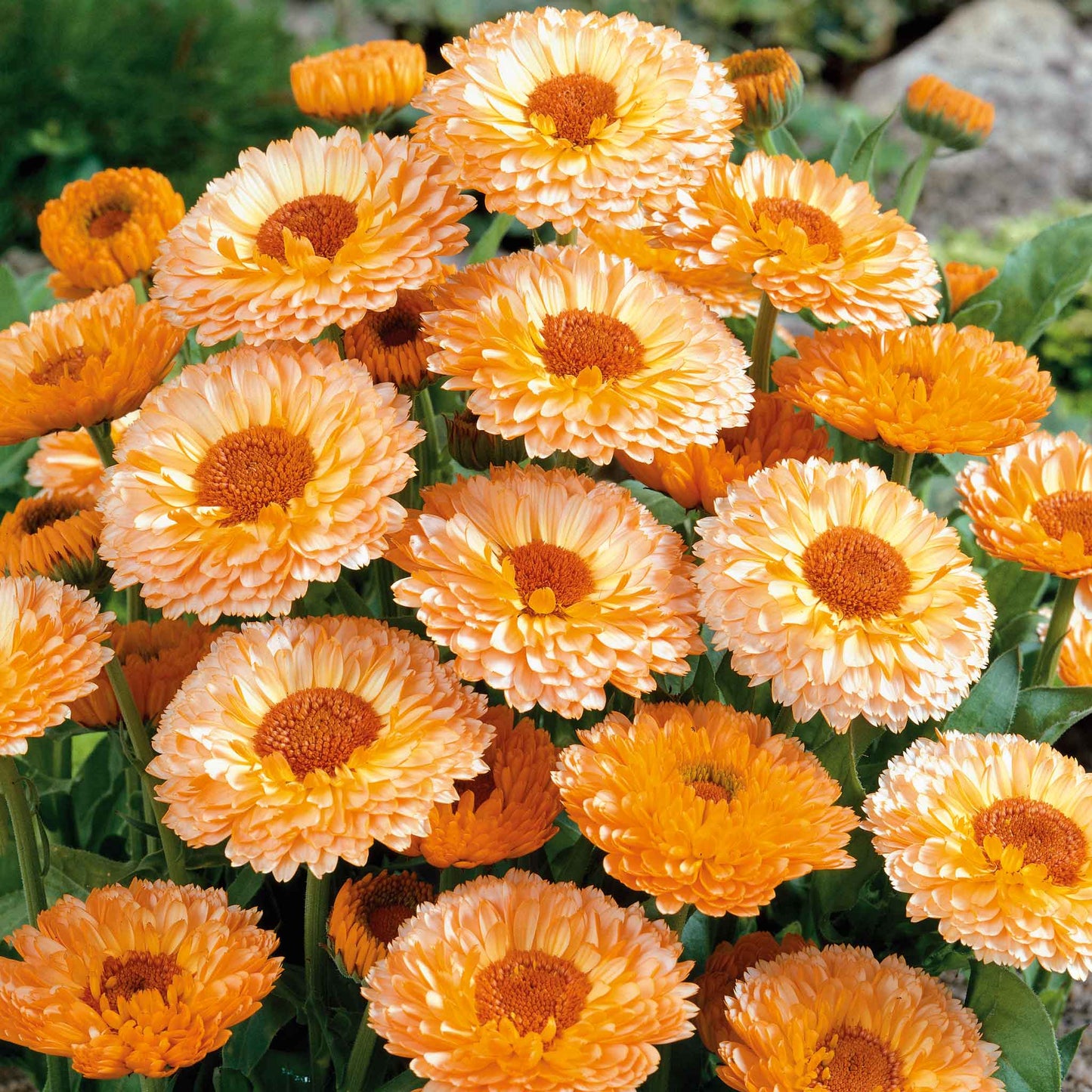 Cluster of pink suprise calendula with layered peach and apricot petals and a dark center.