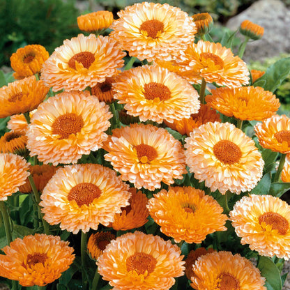 Cluster of pink suprise calendula with layered peach and apricot petals and a dark center.