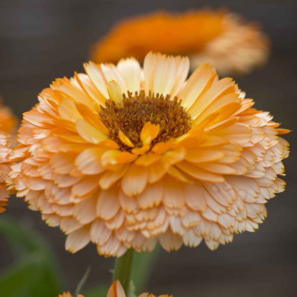 A close-up shot of a Pink Surprise Calendula flower showing its pale orange-pink petals with a darker center.