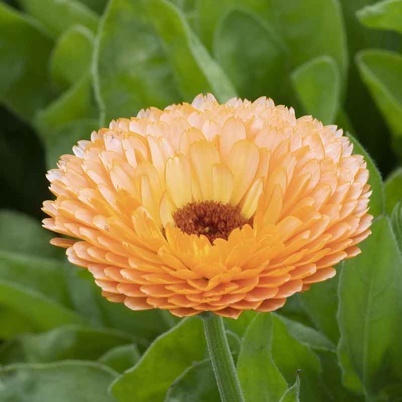 Close-up of a pink suprise calendula with layered peach and apricot petals and a dark center.