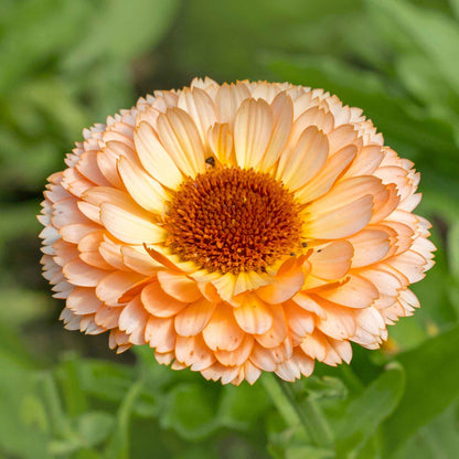 Close-up of a Calendula Sunset Buff flower, showing soft orange and yellow petals with a darker center.