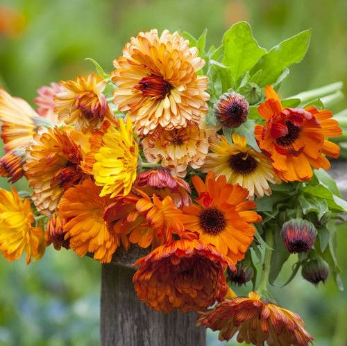 Close-up of Calendula 'Sunset Mix' flowers with petals in shades of yellow, orange, and apricot.
