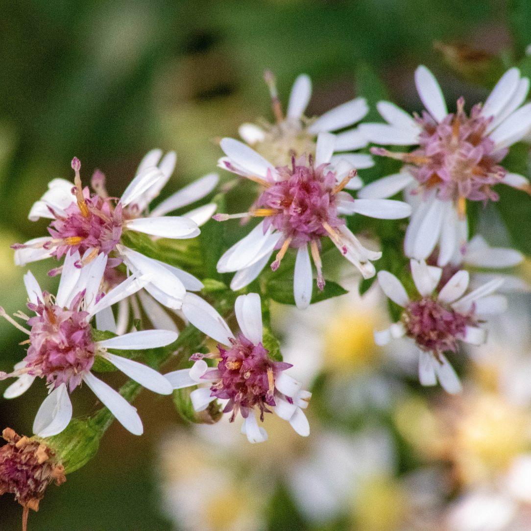 Calico Aster - PollinateHV Local Ecotype Seedling