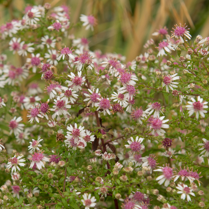 Calico Aster - PollinateHV Local Ecotype
