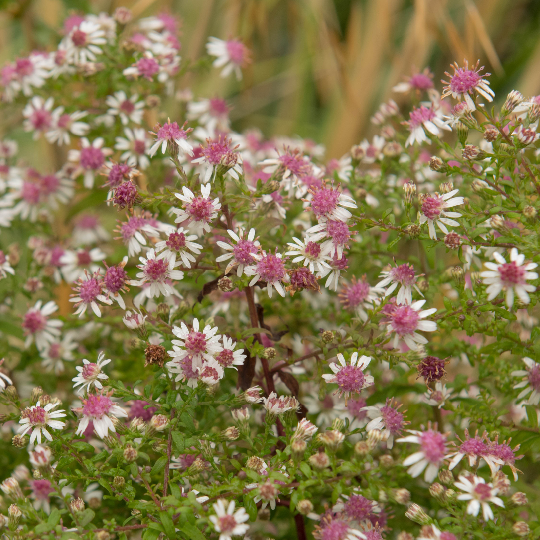 Calico Aster - PollinateHV Local Ecotype Seedling