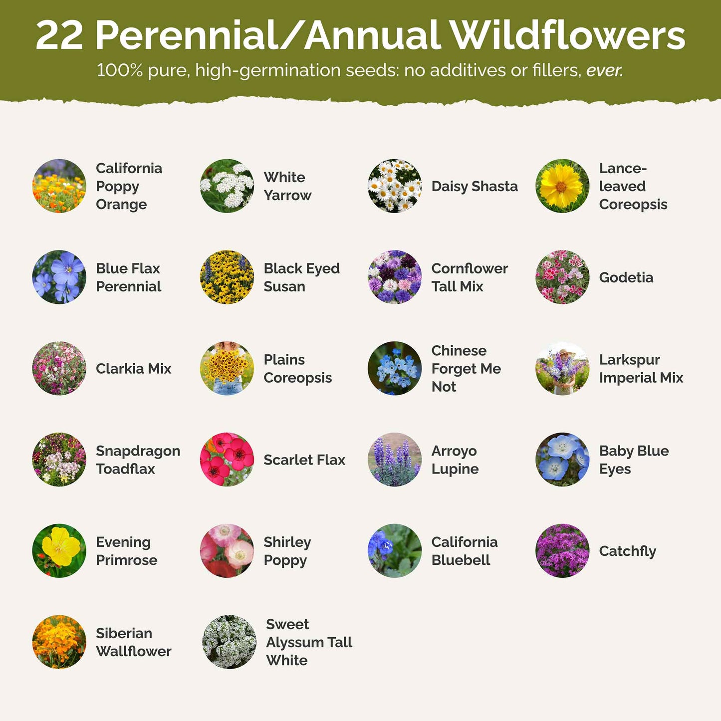 List of flower species and seeds included in the Wildflower Seed Mix.
