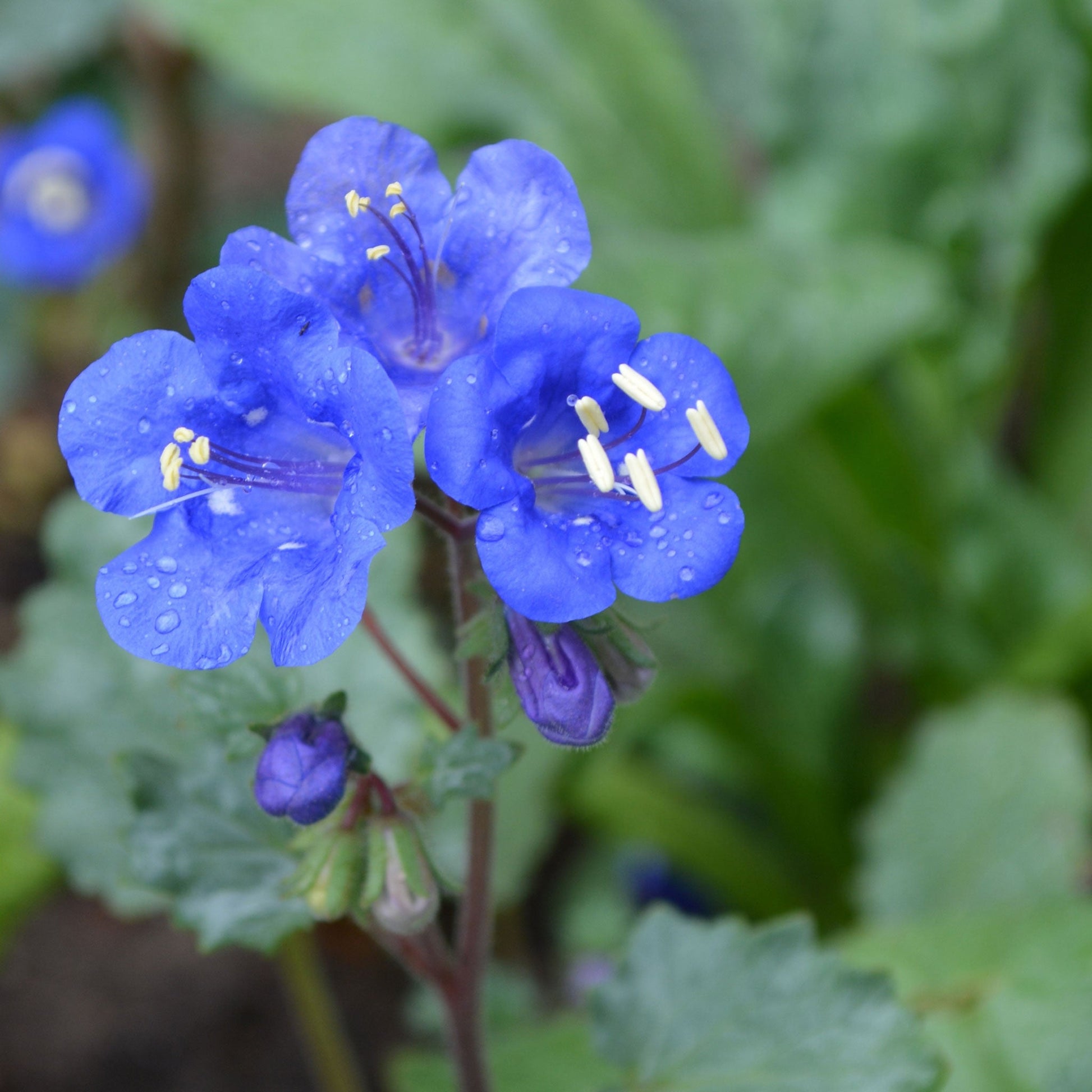 Close-up of vibrant california bluebell flowers in full bloom, showcasing their delicate petals.