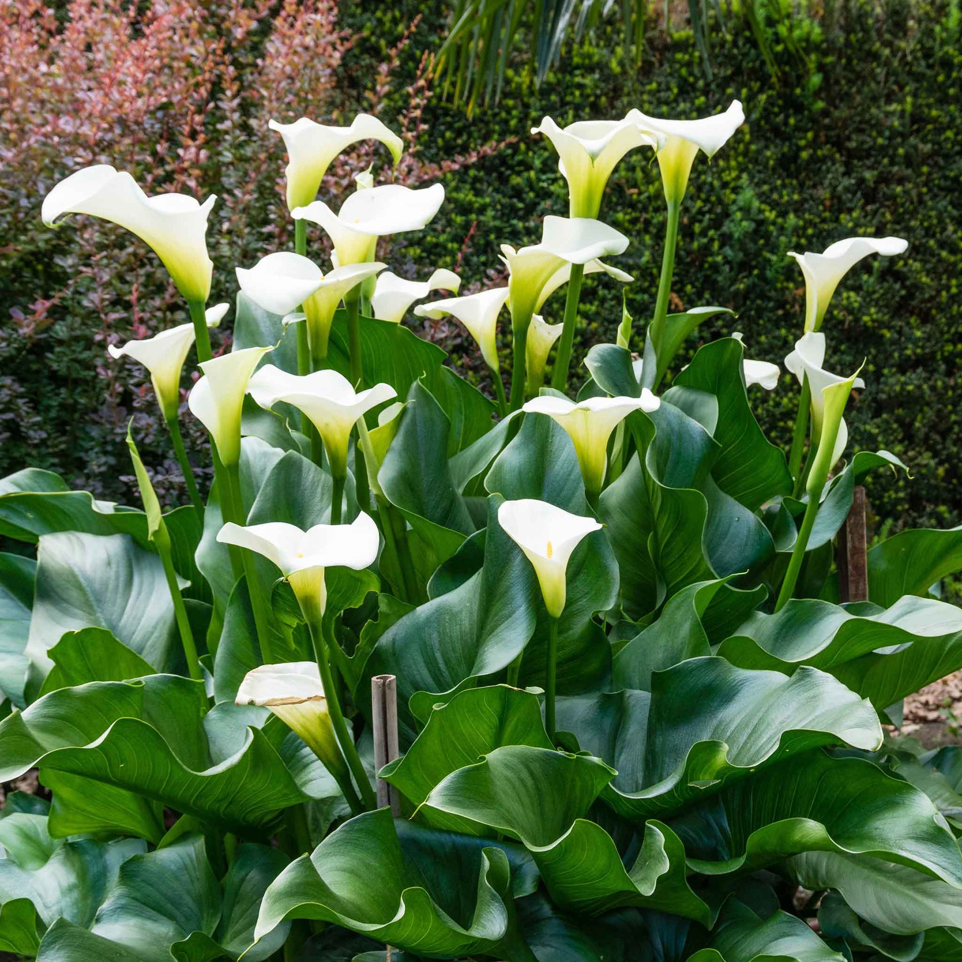 Aethiopica calla lily with a large white bloom and a prominent yellow spadix against a blurred green background.