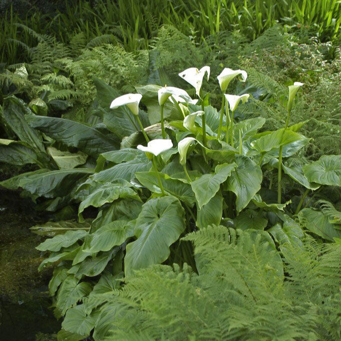 Aethiopica calla lily with a large white bloom and a prominent yellow spadix against a blurred green background.