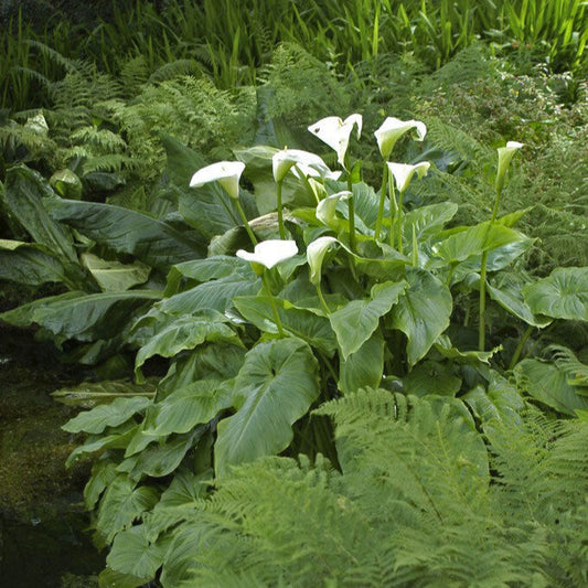 Calla Lily Aethiopica growing outdoors, showing white and yellow coloring, mature blooms, and garden foliage.