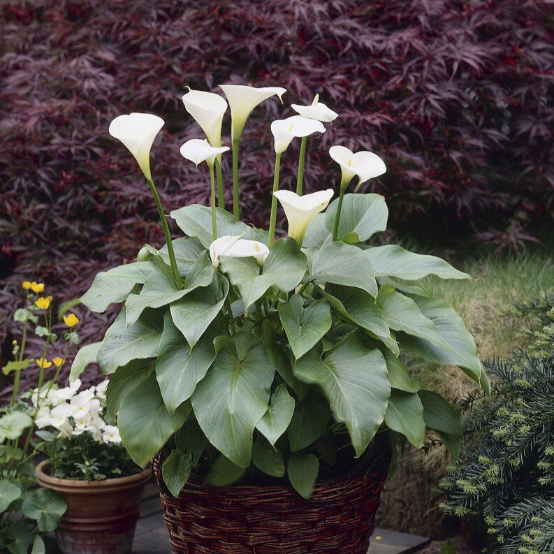 Aethiopica calla lily with a large white bloom and a prominent yellow spadix against a blurred green background.