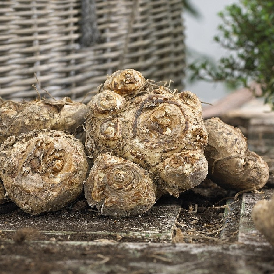 A pile of Calla Lily bulbs showing eyes with a blurred background. 