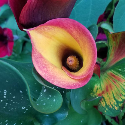 An overhead view of a Flame Calla Lily against a green background.