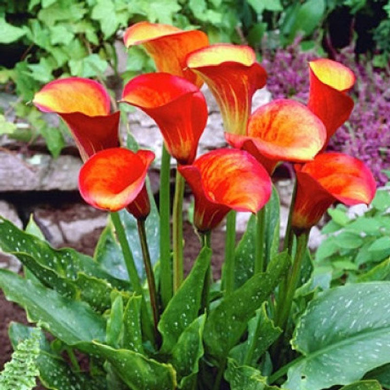 A vibrant orange and yellow Calla Lily Flame stands against a soft background.