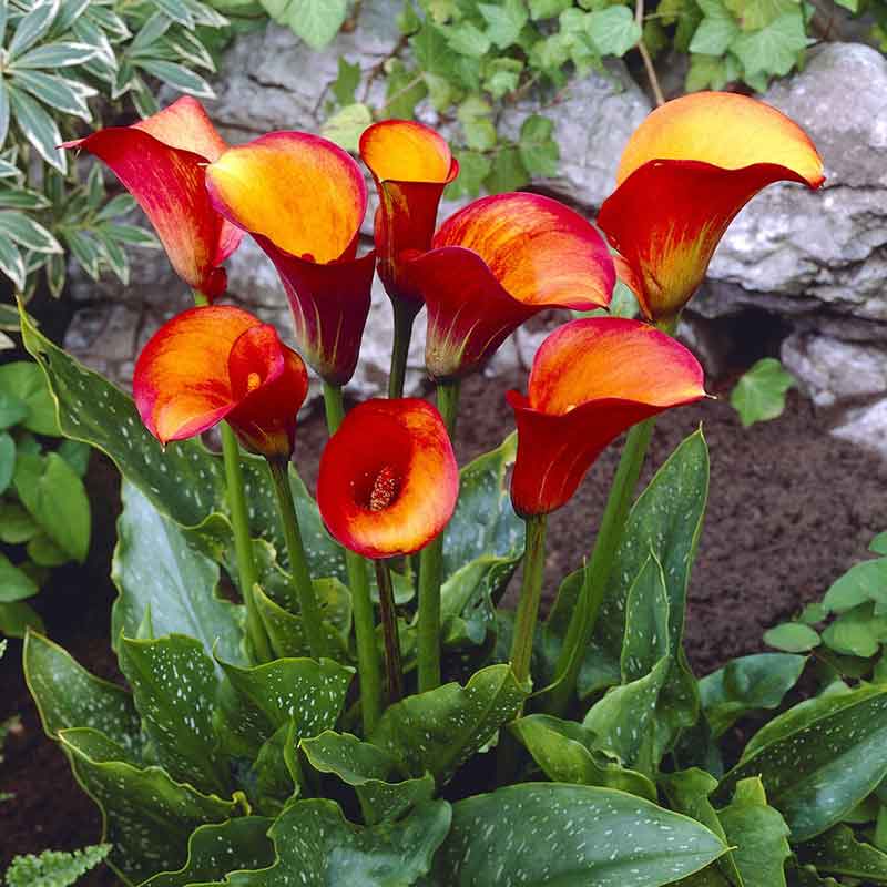 A close-up of a vibrant orange and yellow Calla Lily Flame with delicate petals, showcasing its rich color.