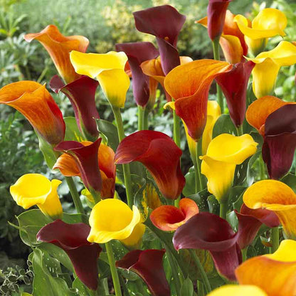 A vibrant mix of calla lily Hot Mix flowers in various colors.