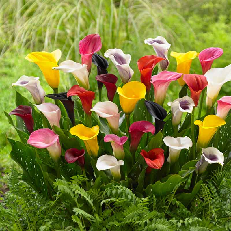 A vibrant mix of calla lily flowers in various colors.