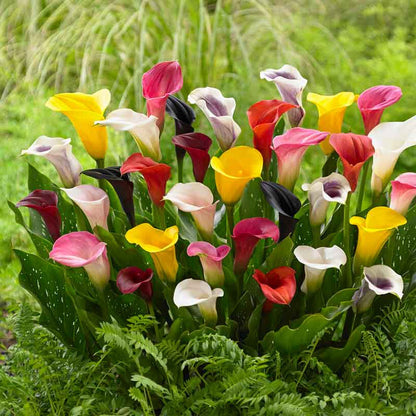 A vibrant mix of calla lily flowers in various colors.