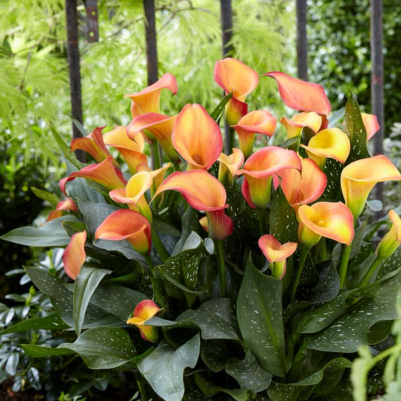 Orange and yellow striped Morning Sun calla lily in full bloom, with lush green leaves in the background.