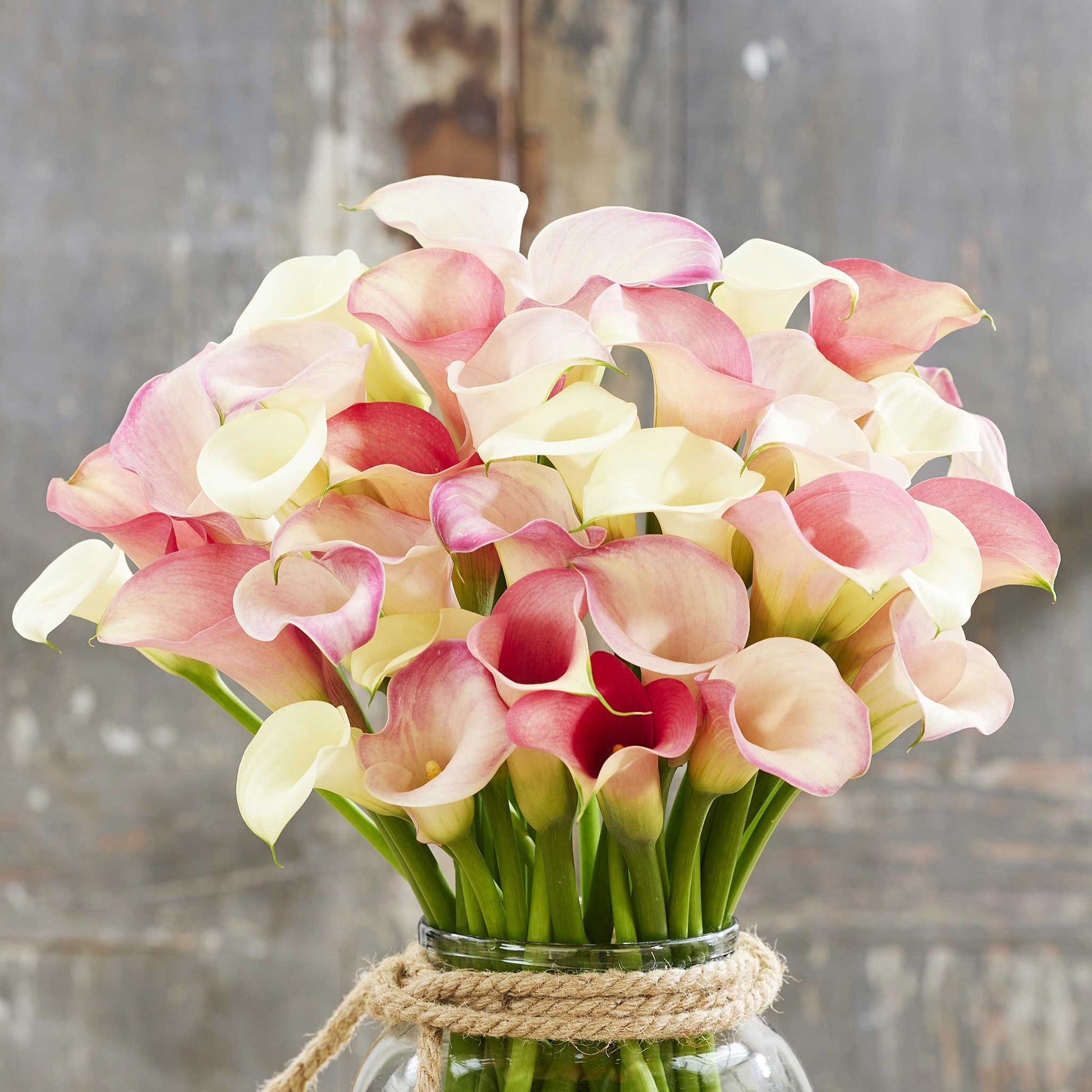 A bouquet of pastel Romantic Mix Calla Lily flowers with a neutral background.