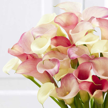 A close up view of a bouquet of pastel Romantic Mix Calla Lily flowers with a neutral background.