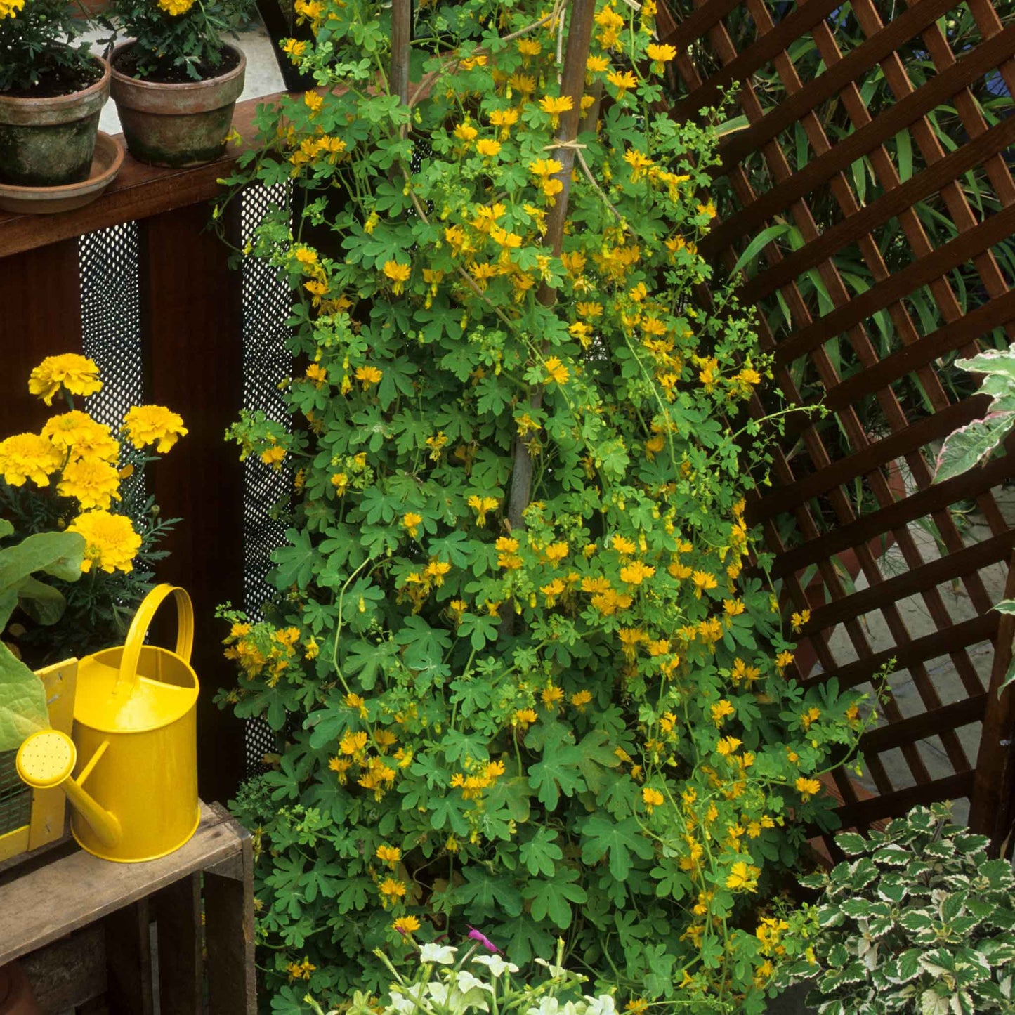 Small yellow Canary Creeper flowers with green leafy background on a trellis