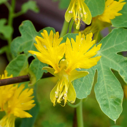 Bright yellow Canary Creeper flowers with green leaves on a garden background
